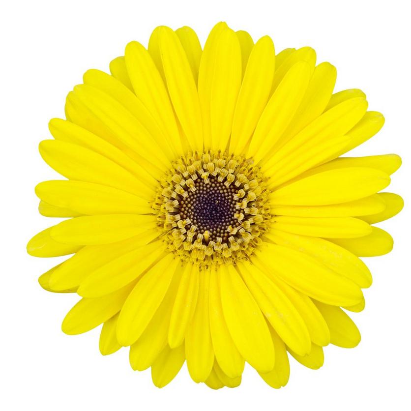 gerbera-yellow-flower