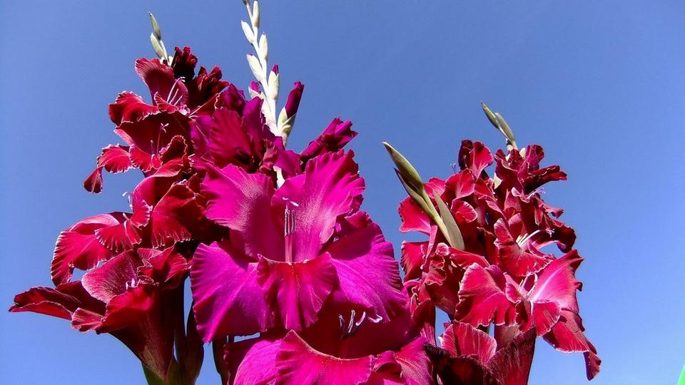 gladioli-4530639_1920