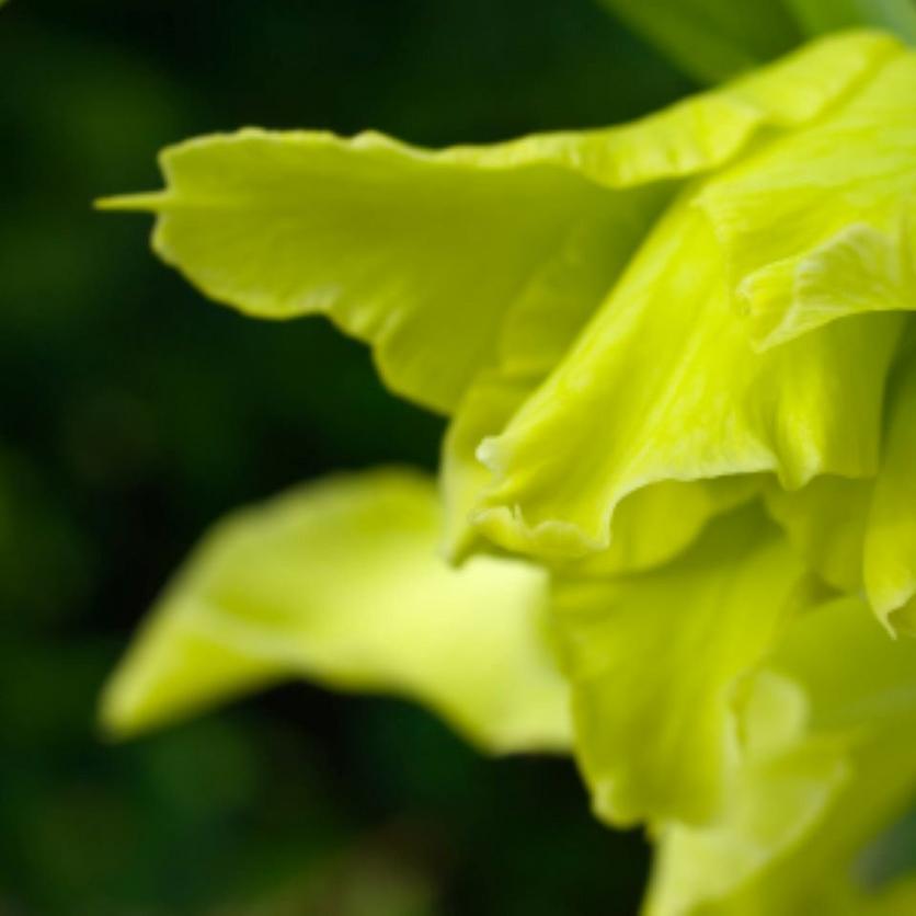 gladioli-green-flower