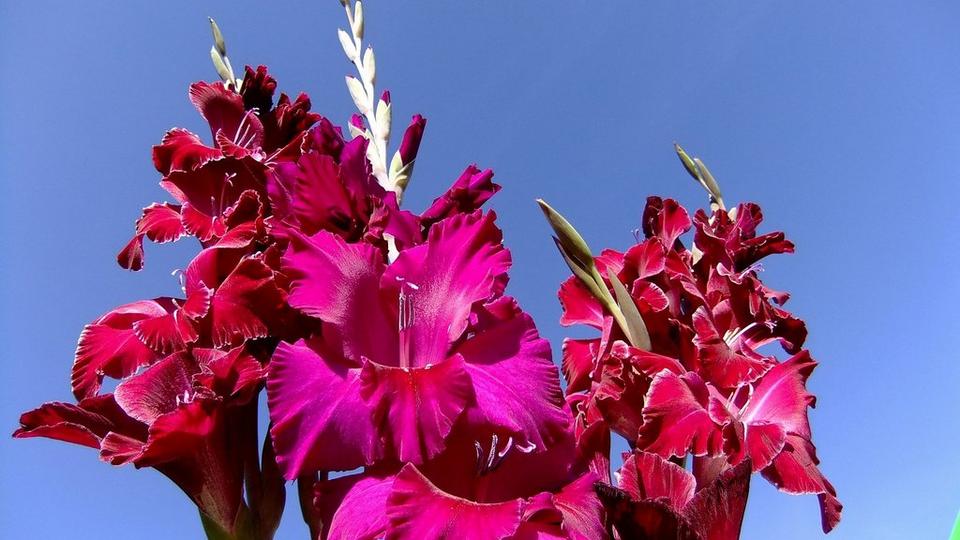 gladioli-pink-flowers