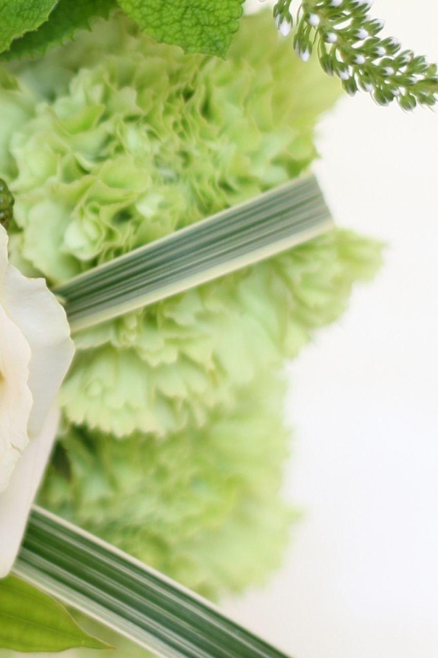 green-carnation-single-flower