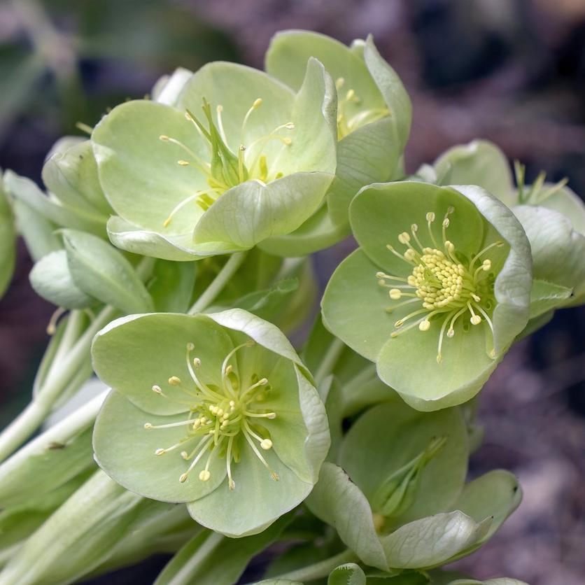 green-helleboore-flower