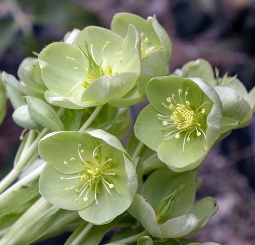 green-hellebore-4273011_1920