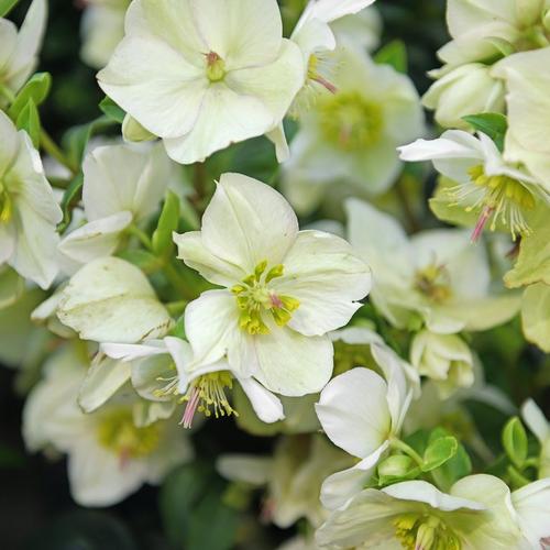 group_of_white_hellebores