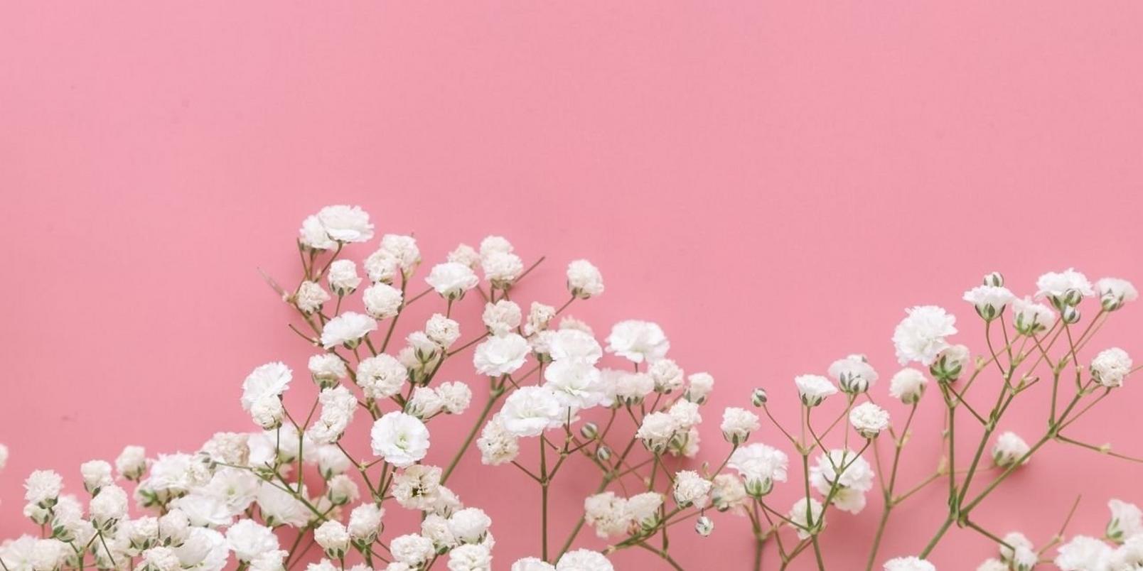 gypsophilia2