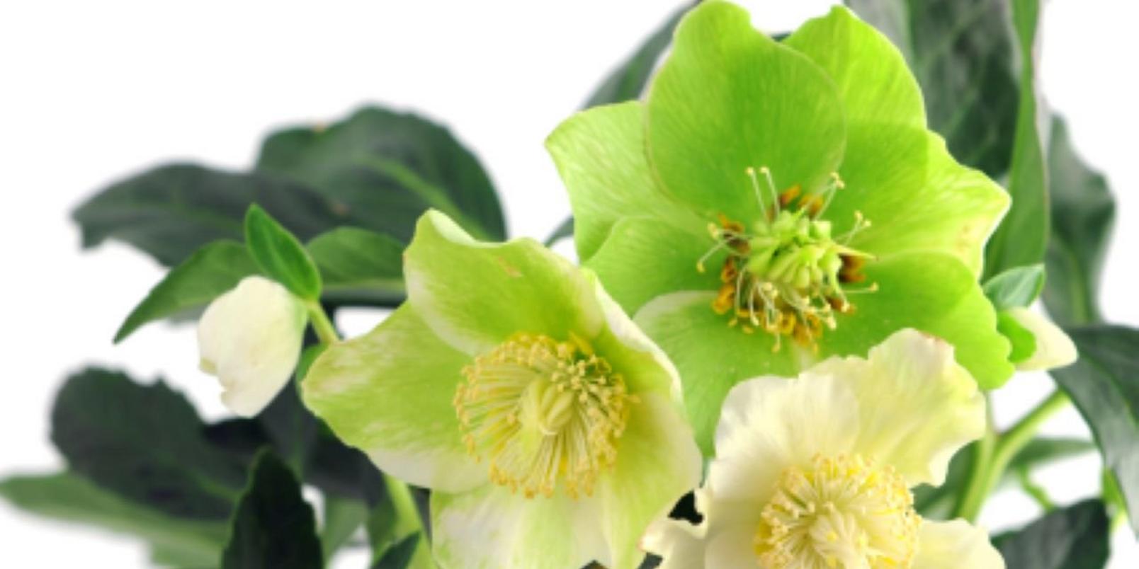 hellebore-green-flowers