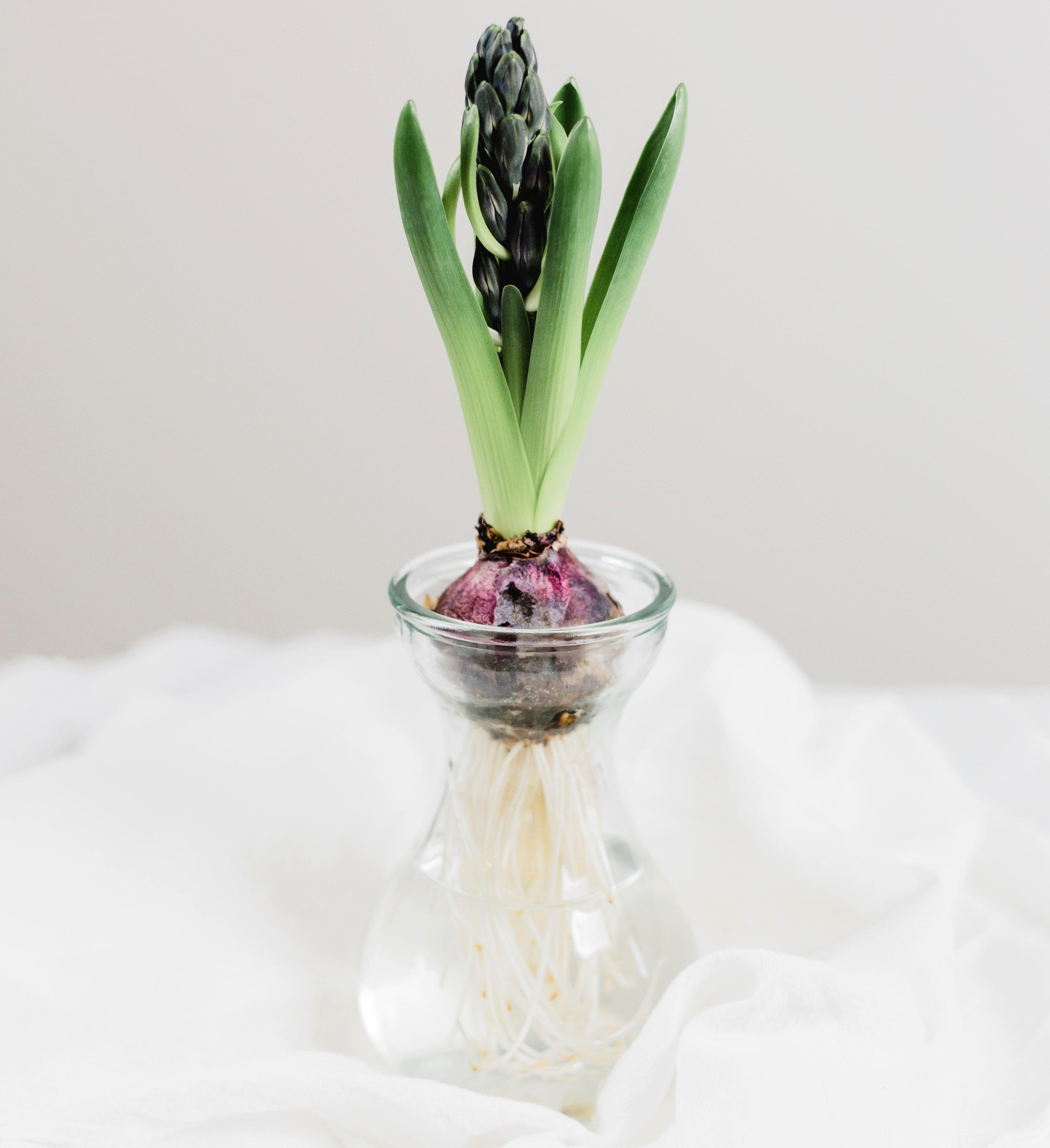 hyacinth-bulb