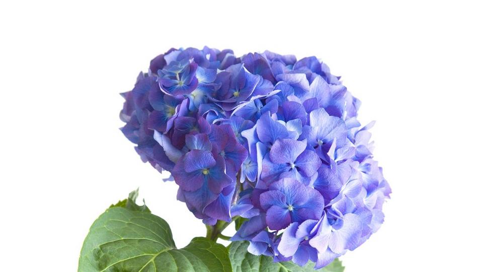 hydrangea-blue-flower-single