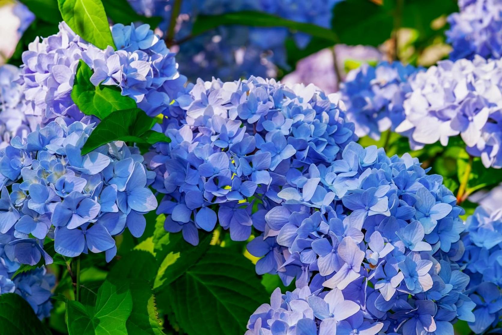 hydrangea-blue-flowers