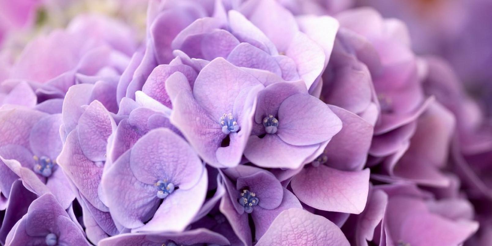 hydrangea-close-up-purple-flowers