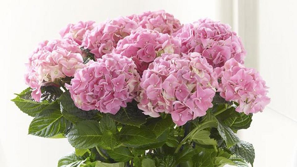 hydrangea-pink-arrangement