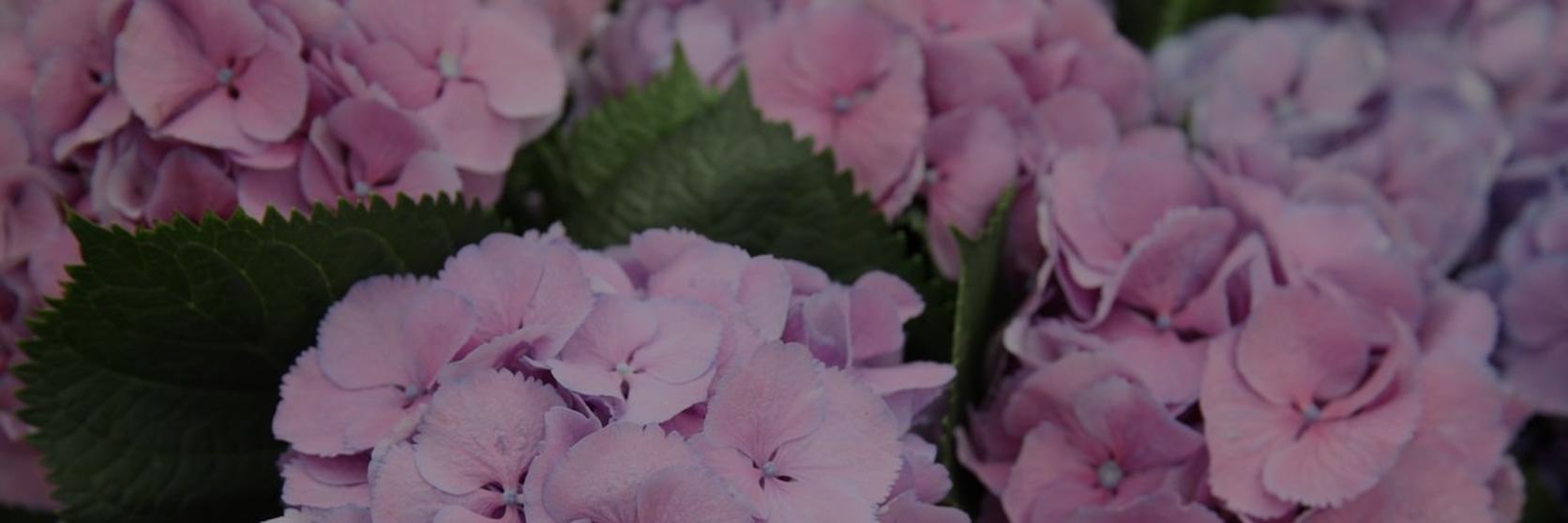 hydrangea-purple-flowers-bloom