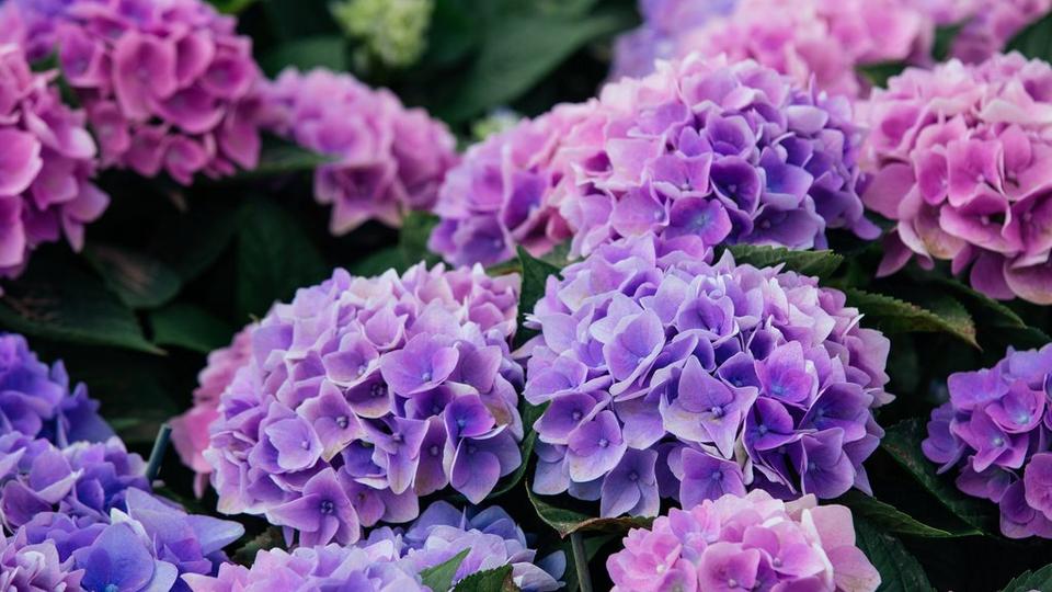 hydrangea-purple-flowers