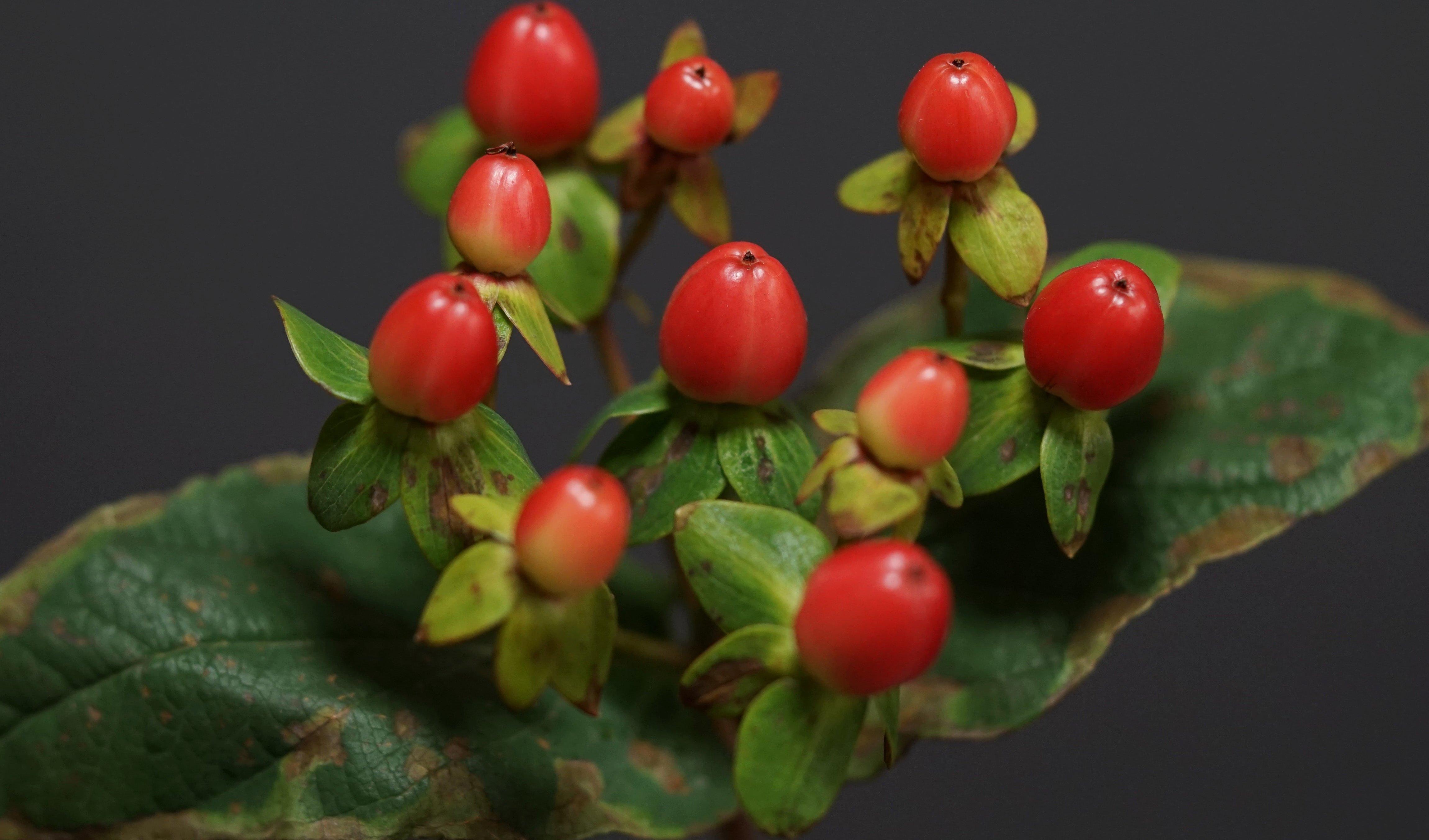 hypericum-berries-red-green