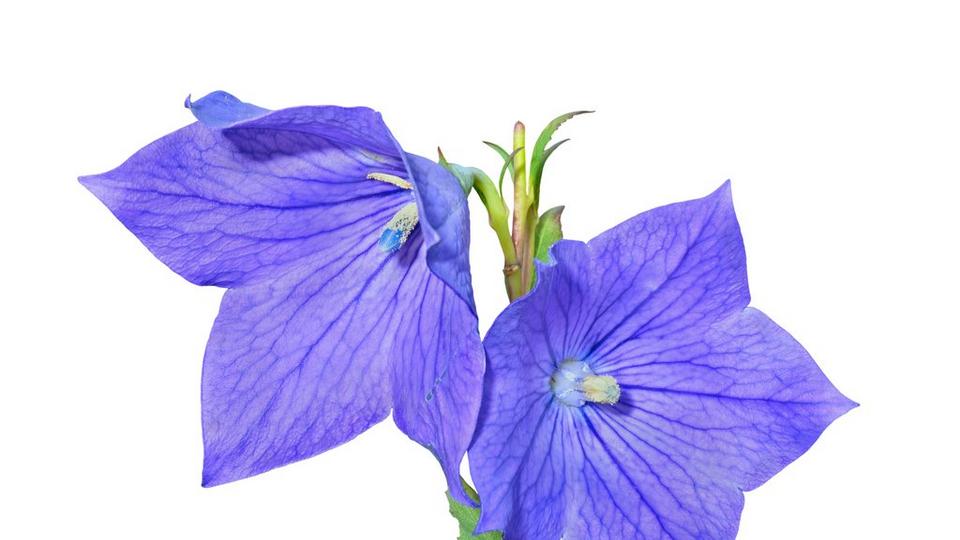 iStock-164385291