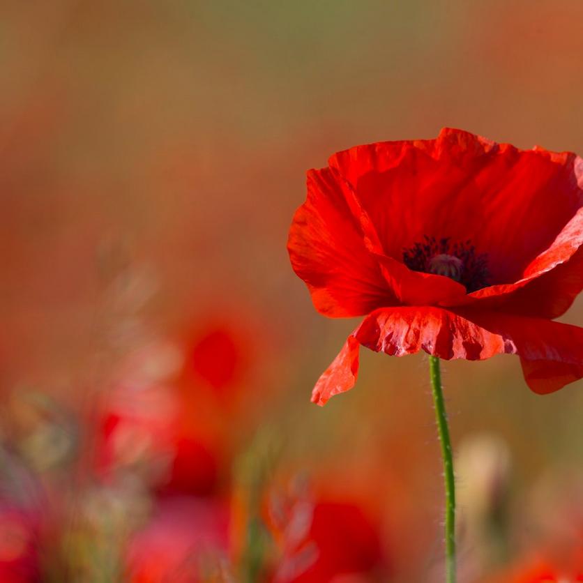 iStock-968432788