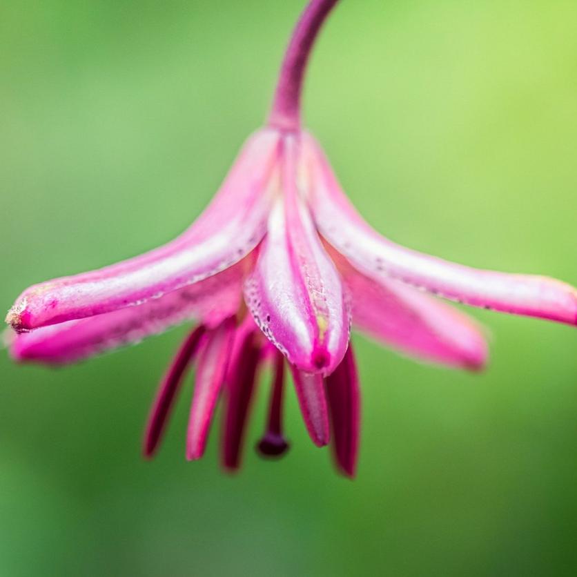 iStock-984803690_1
