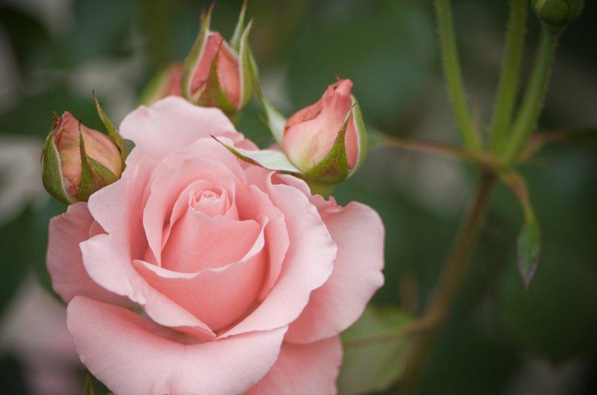 iStock_000008786781Small