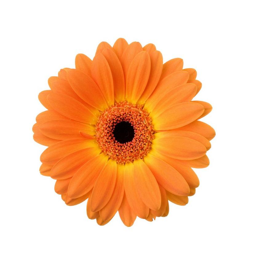 iStock_000016110409Large