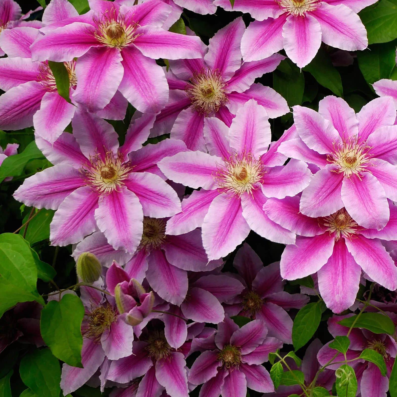 image_2025-03-13_094822872