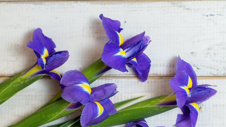 iris-bulbous-blue-flowers