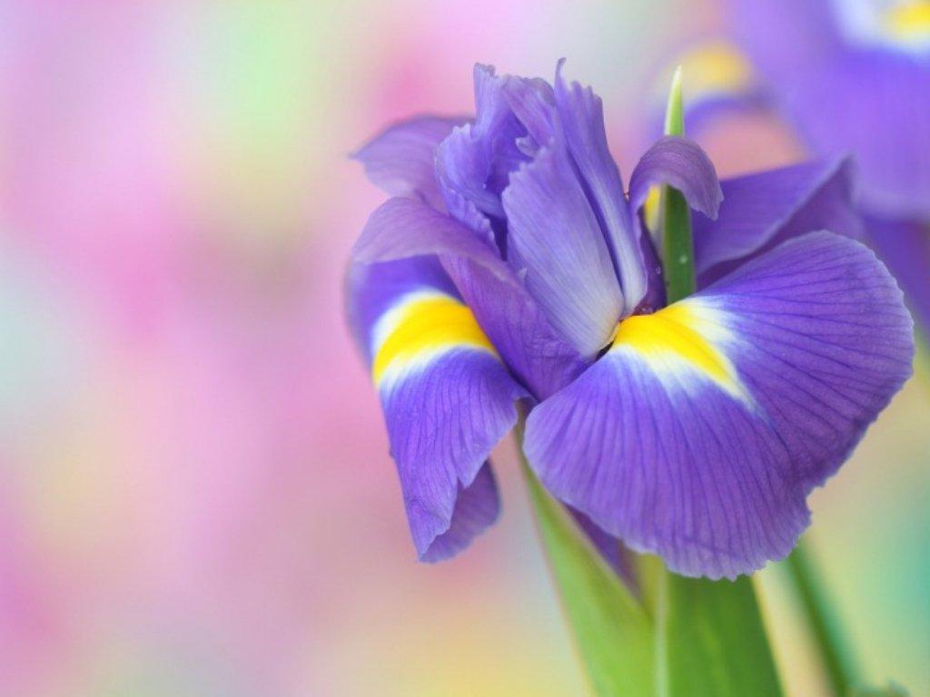 iris-purple-blue-flower