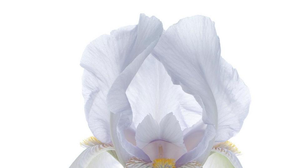 iris-white-flowers