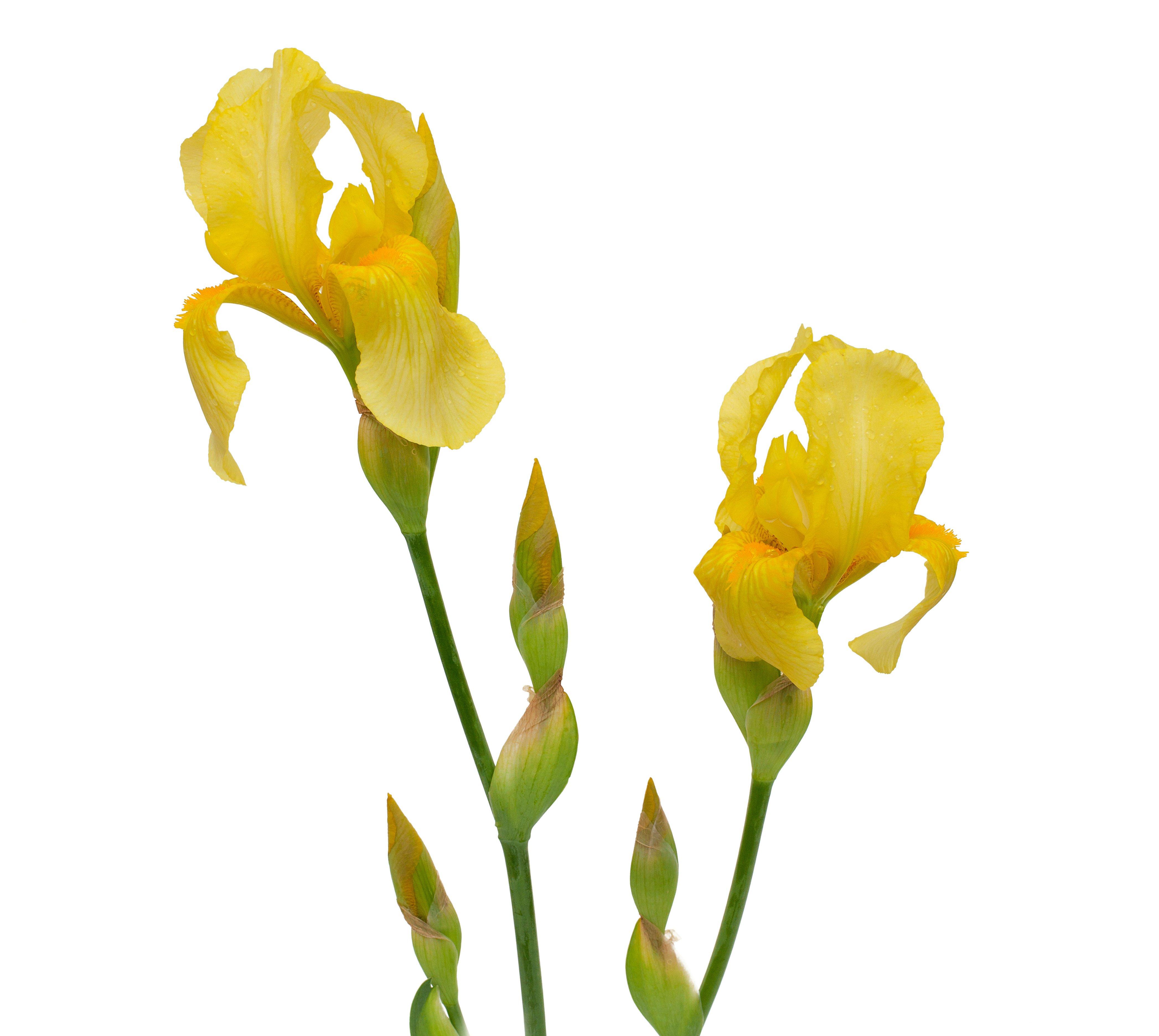 iris-yellow-flowers