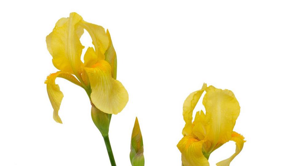 iris-yellow-flowers
