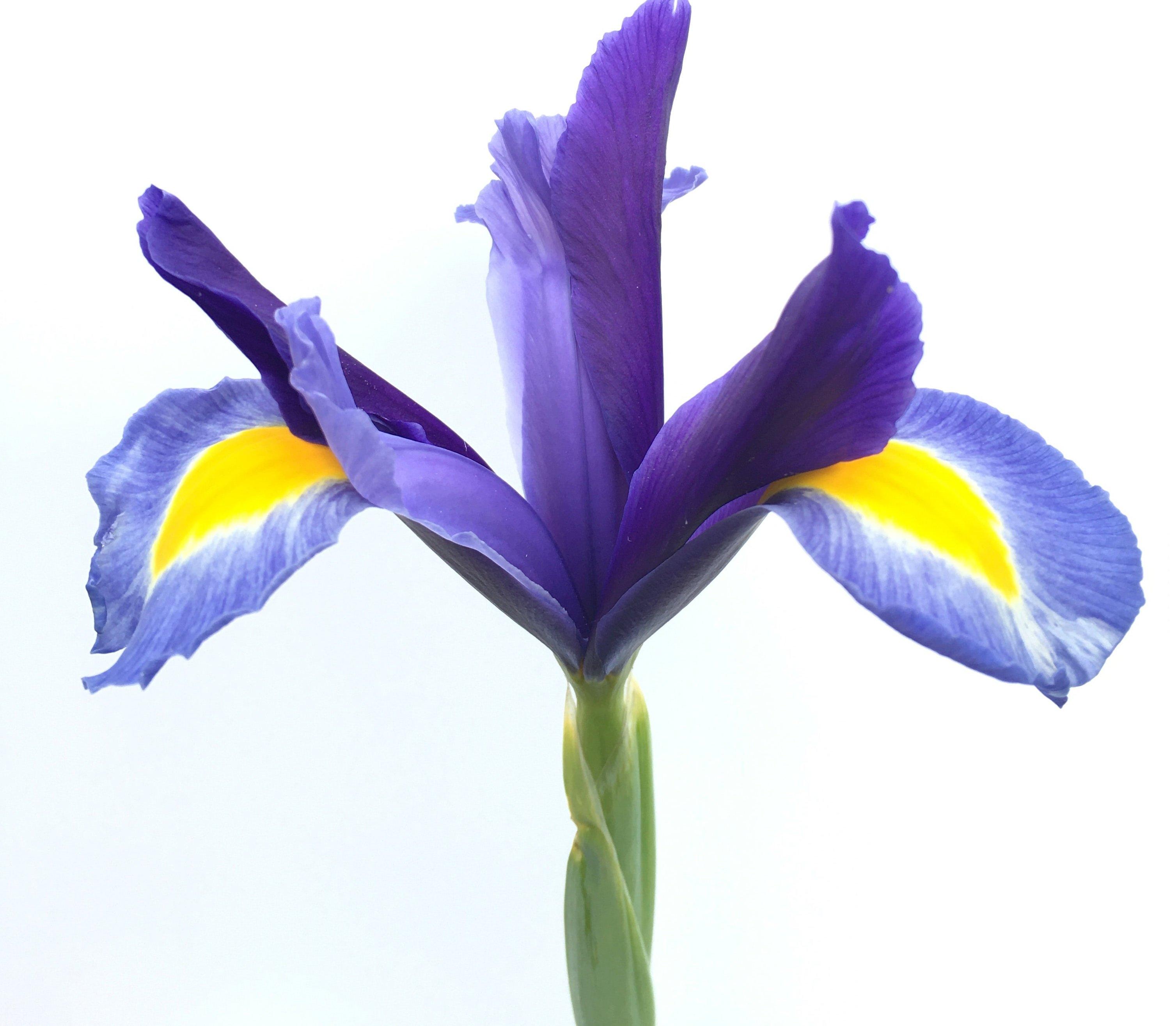 irises-beardless-blue-flowers