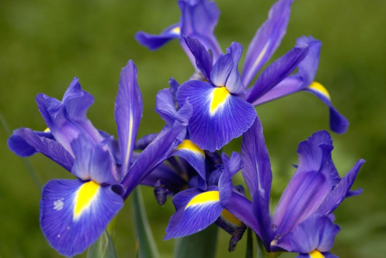 irises-purple-flowers