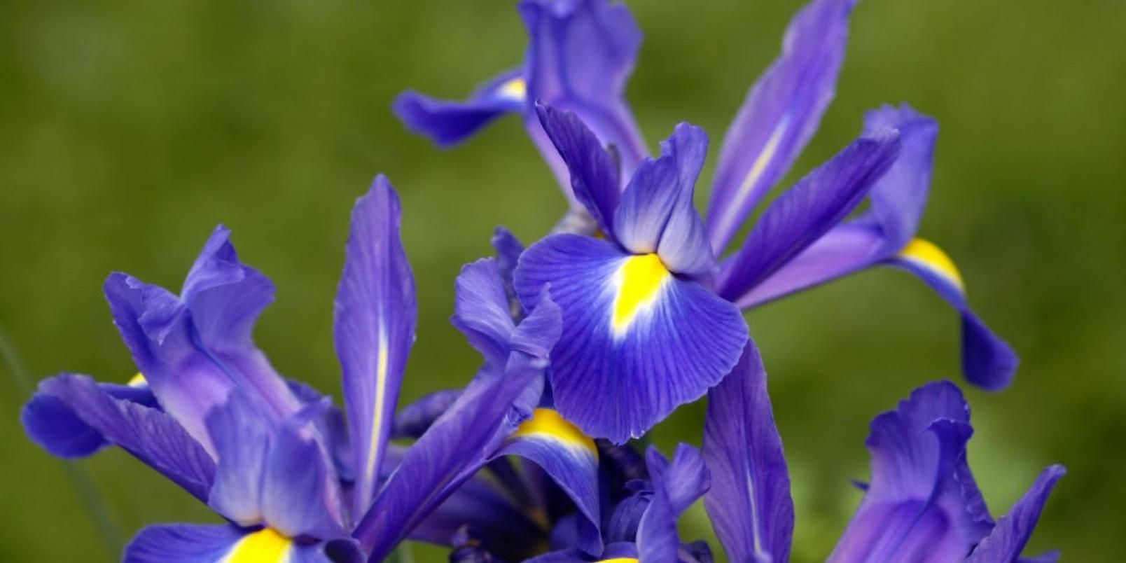 irises-purple-flowers
