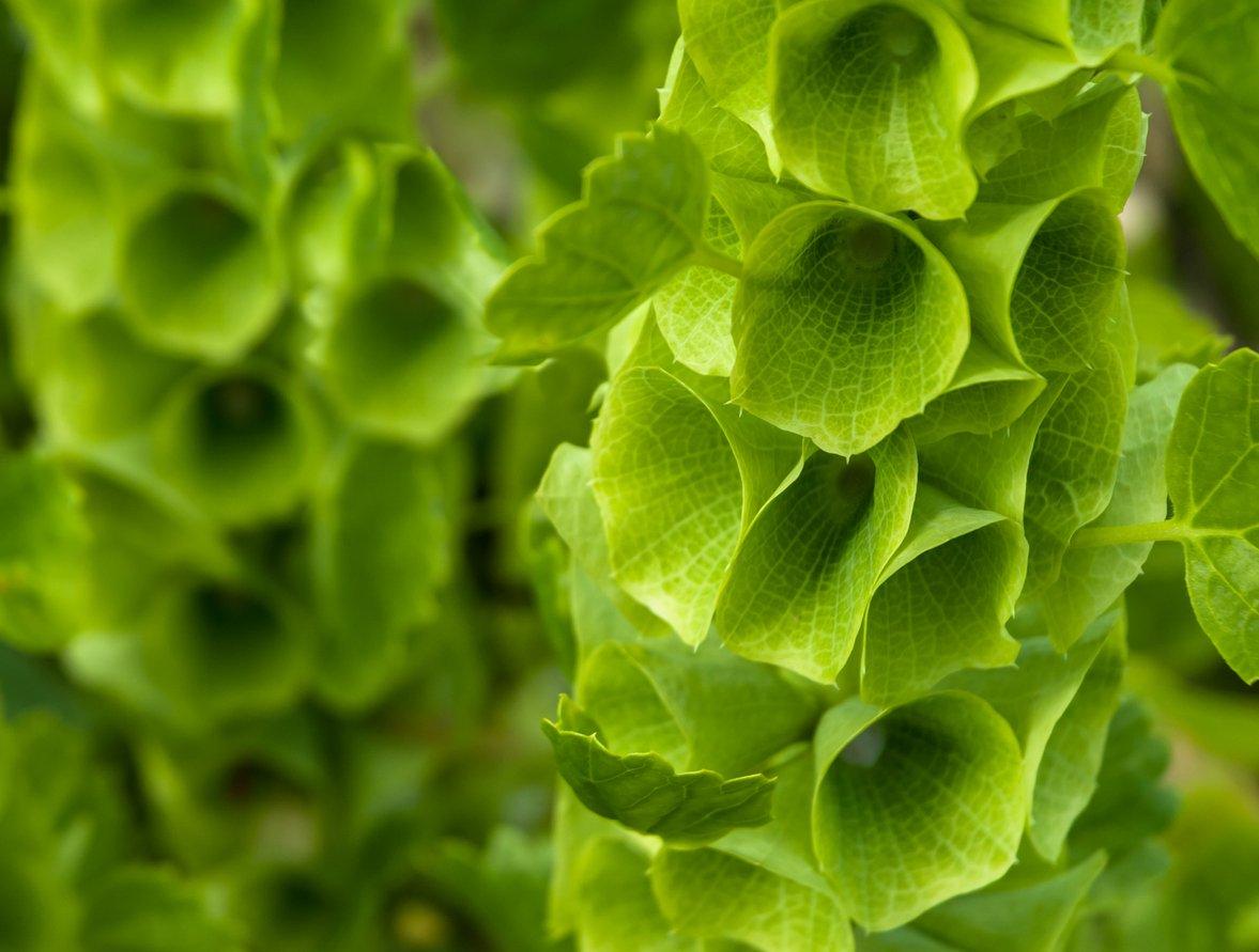 irish-bells-green-flowers