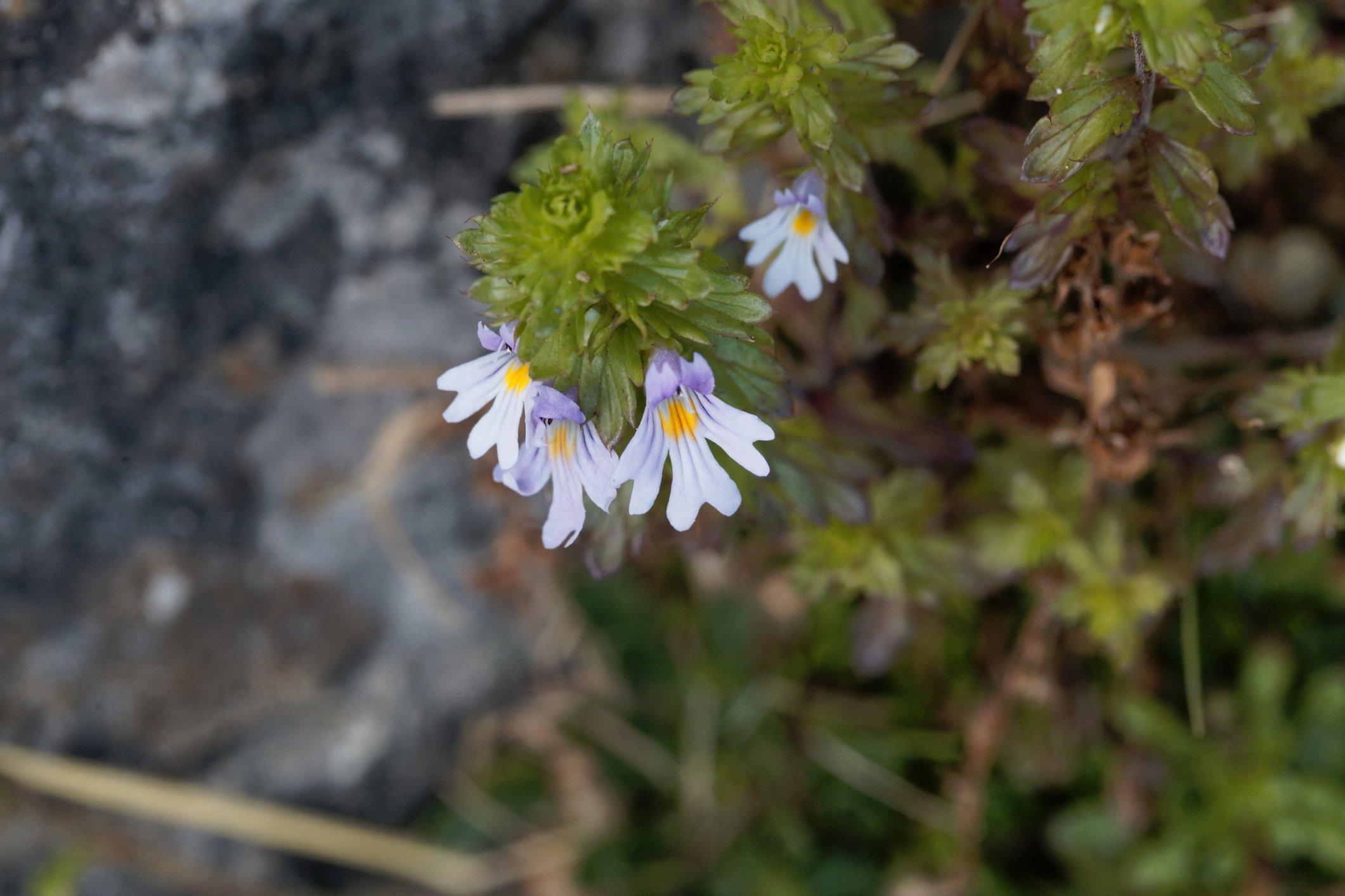 irish-eyebright-lilac-flowers