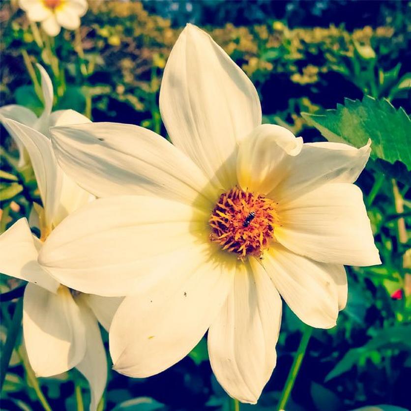 italian-white-sunflower-ultimate-guide