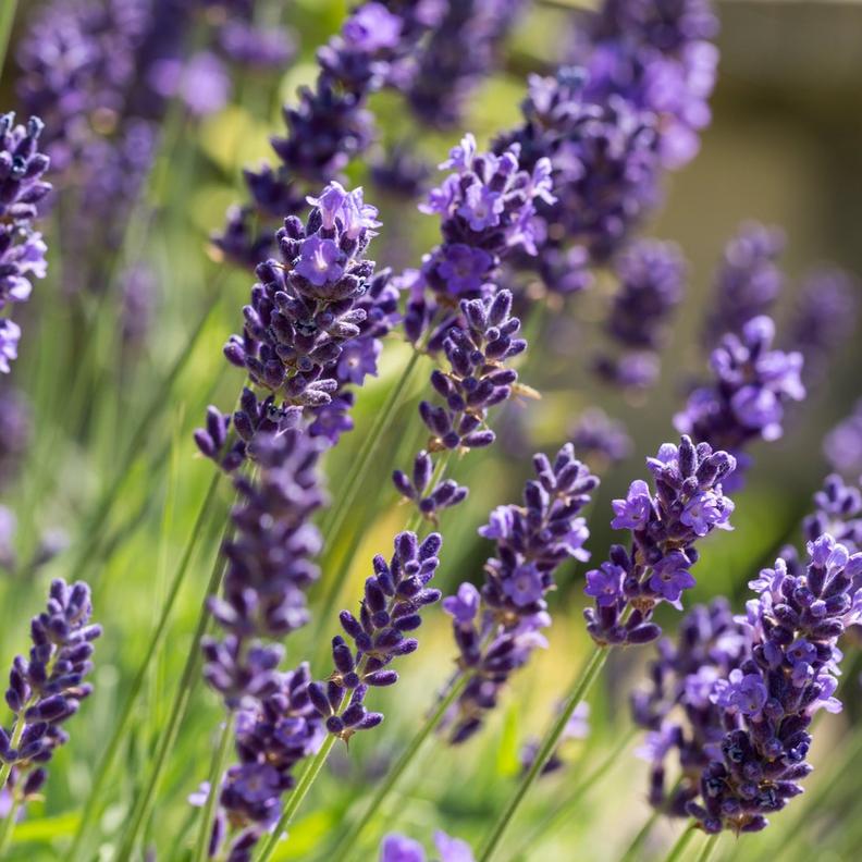 lavender-bloom-1