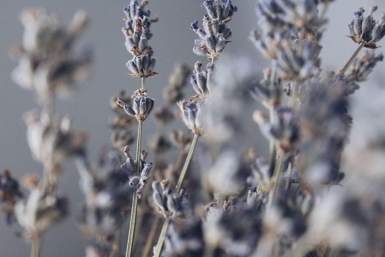 lavender-in-field