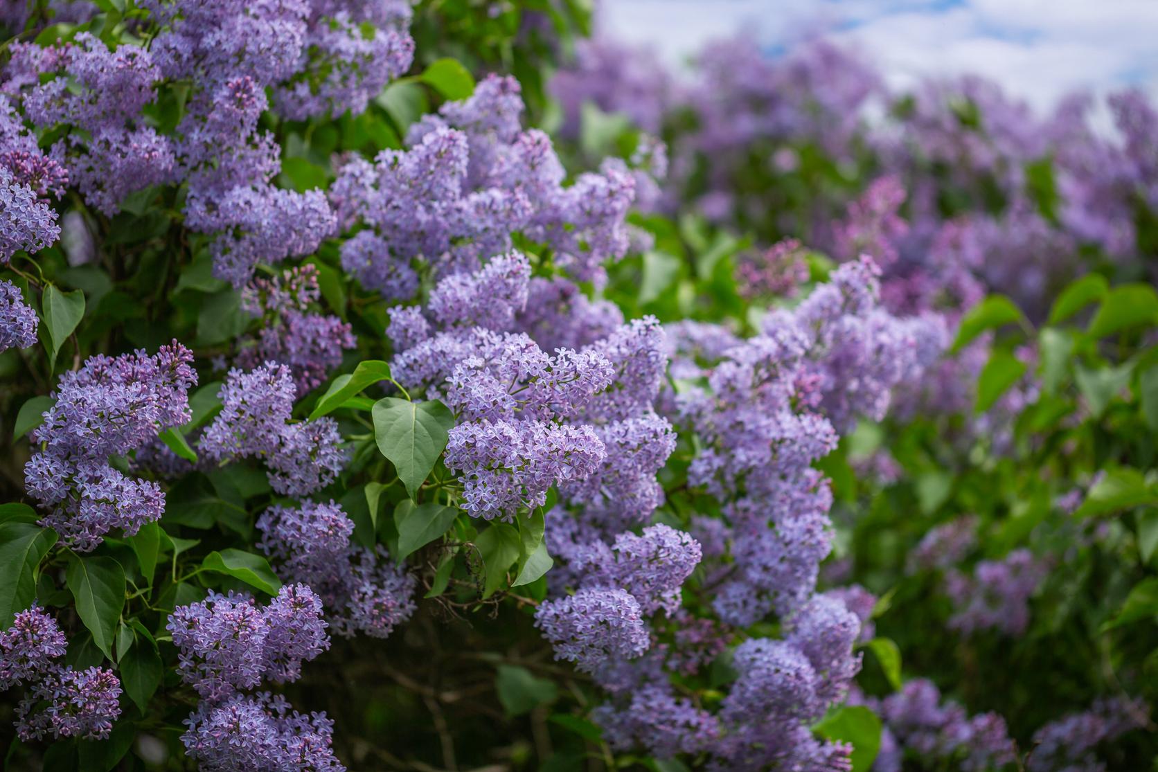 lilac-bush