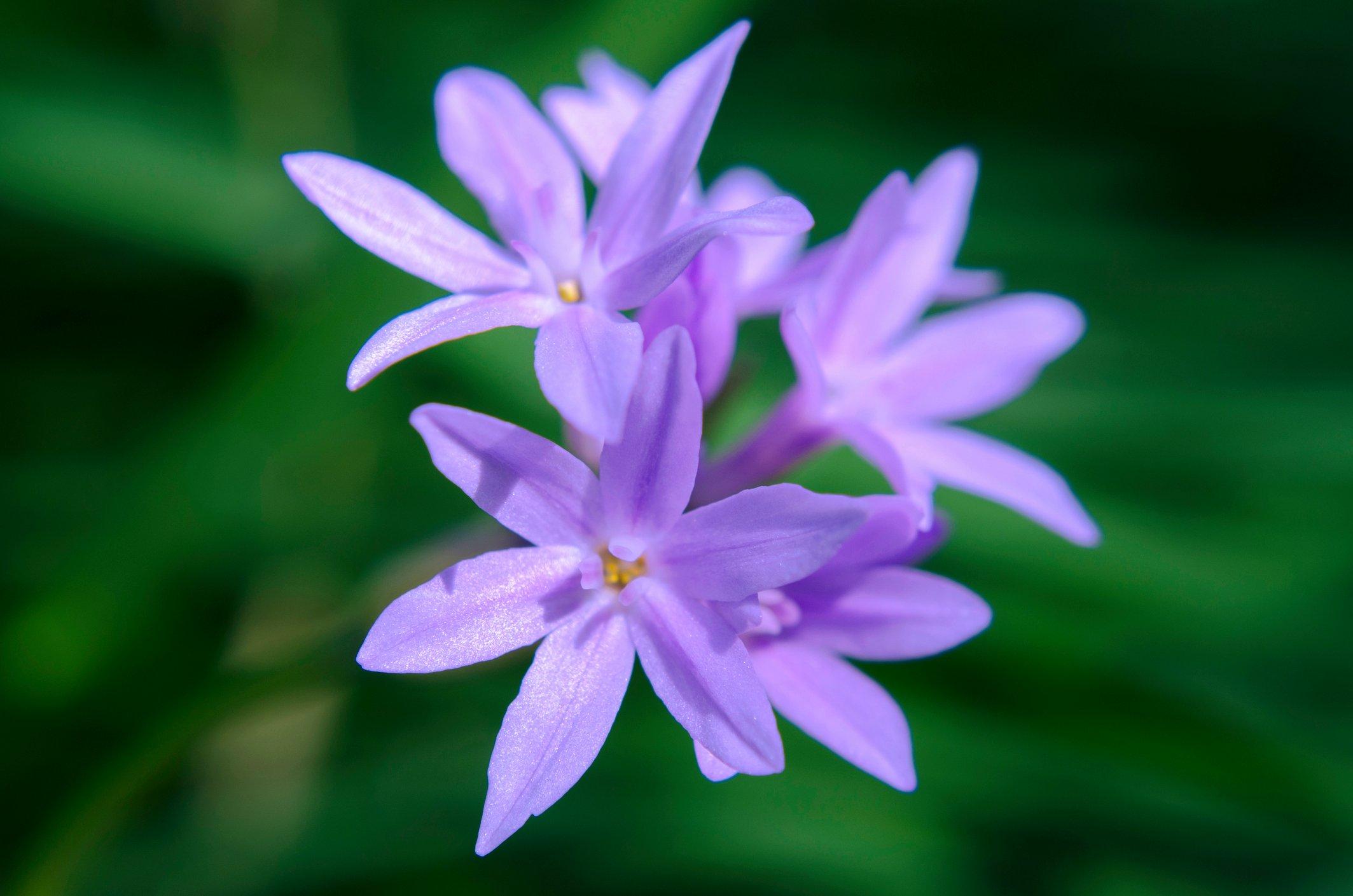 lilac-purple-agapanthus-flowers