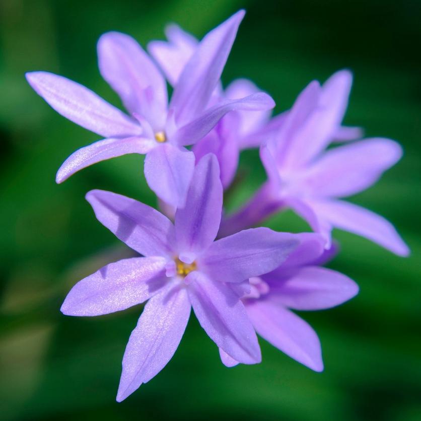 lilac-purple-agapanthus-flowers