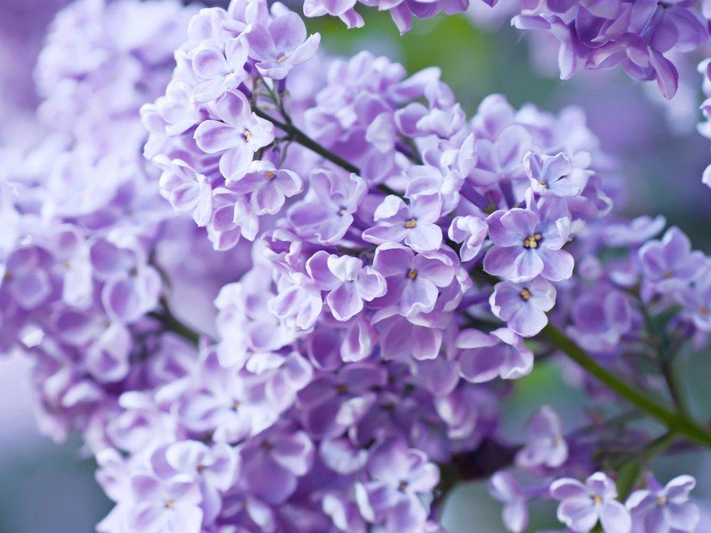 liliac-flowers-on-branch