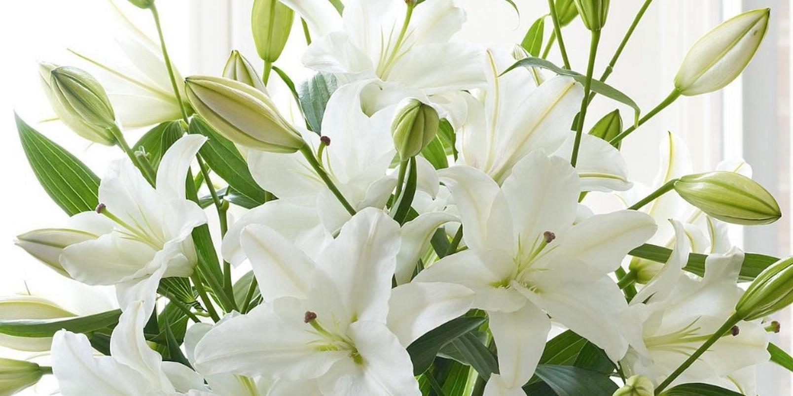 lilies-white-bunch