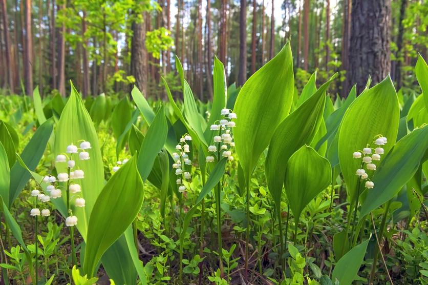 Lily-of-the-Valley Prolificans