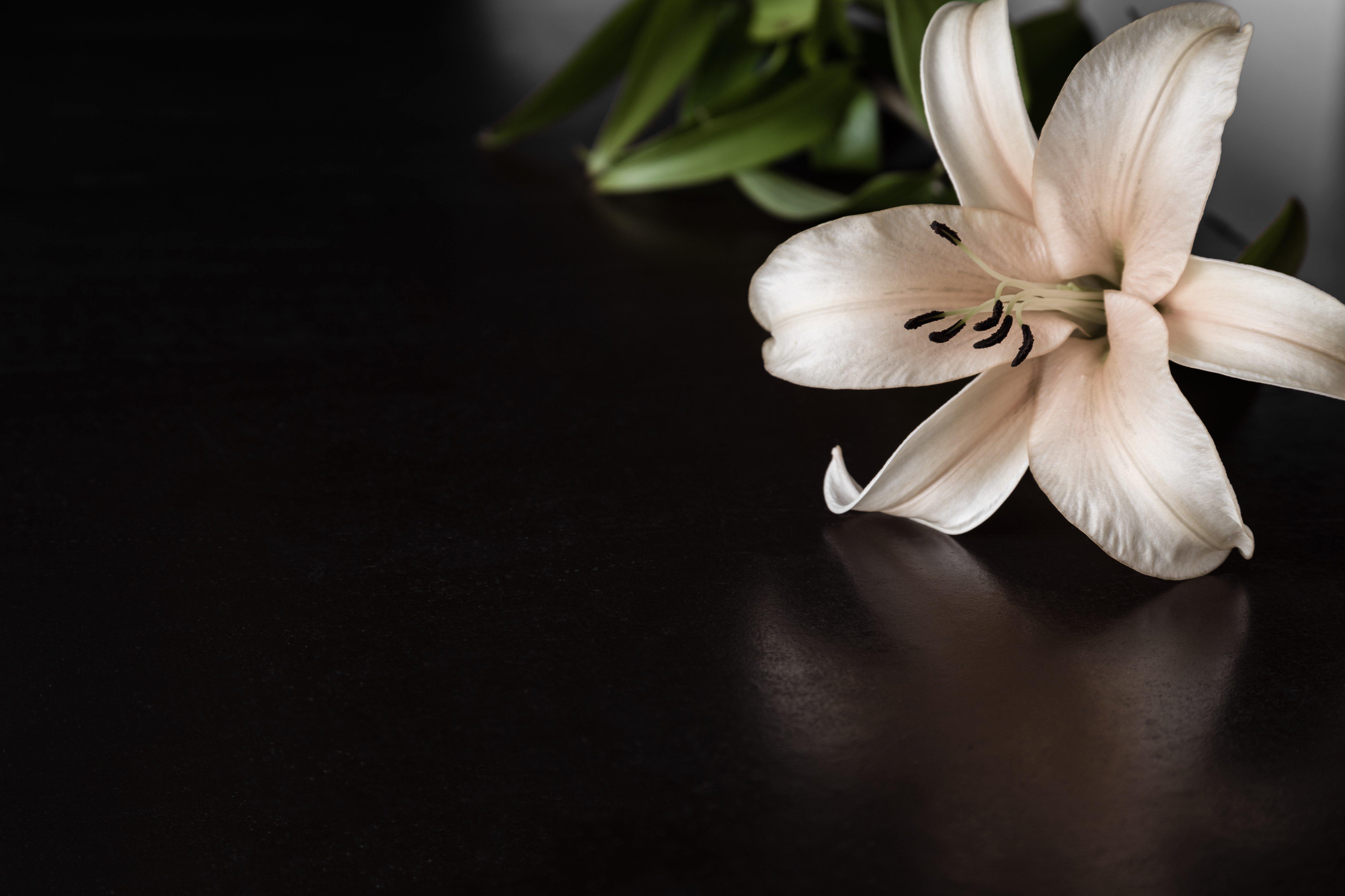 lily-asiatic-white-flower