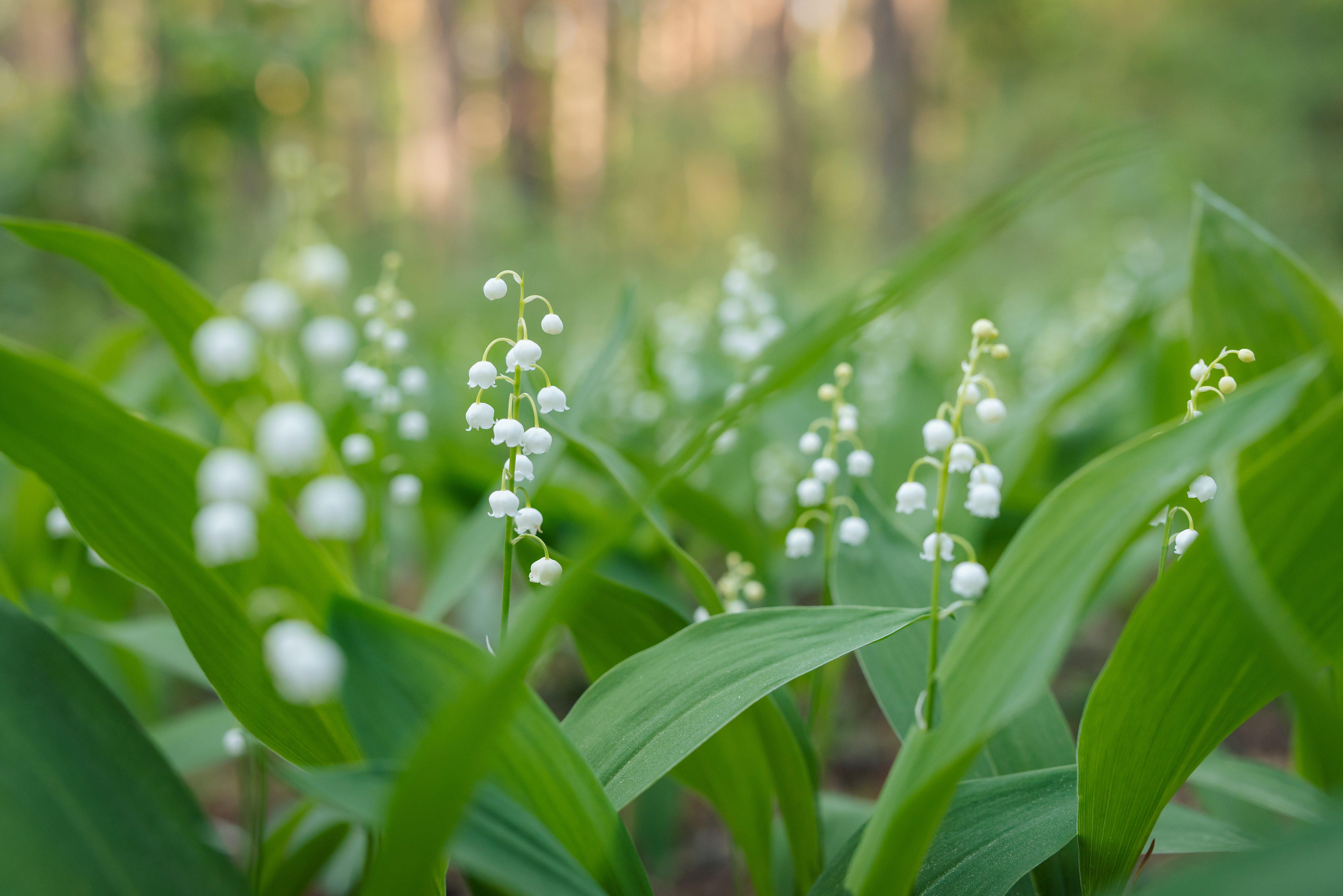 lily-of-the-valley-white