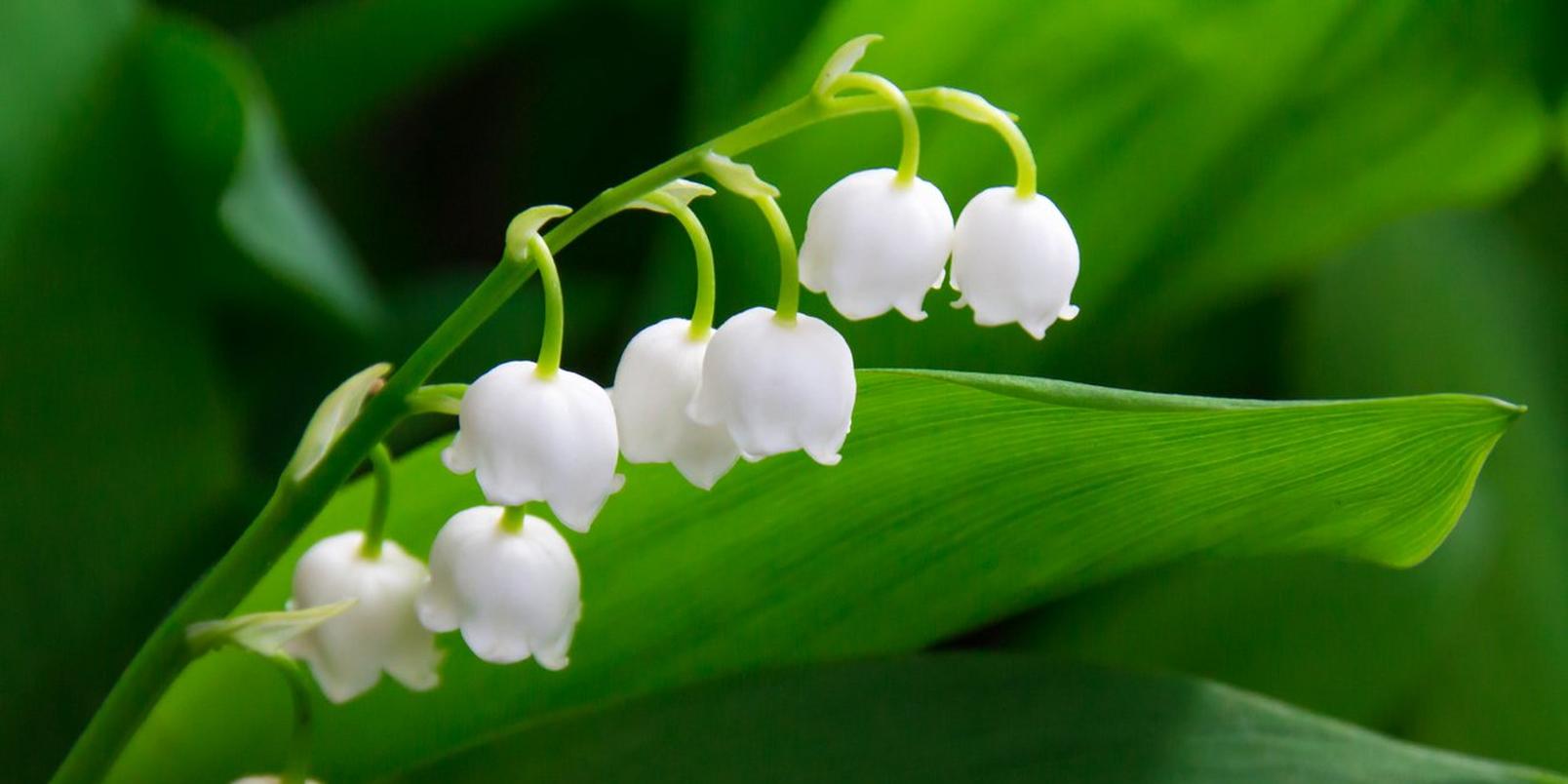 lily-of-the-valley-white-flowers