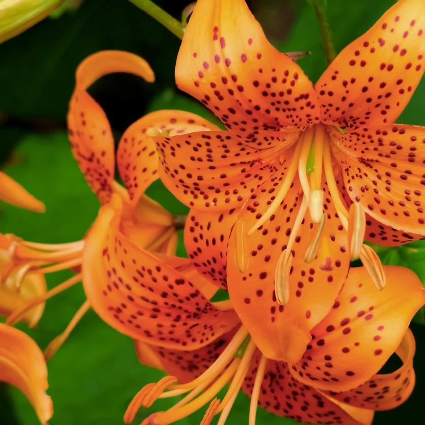 lily-orange-flowers