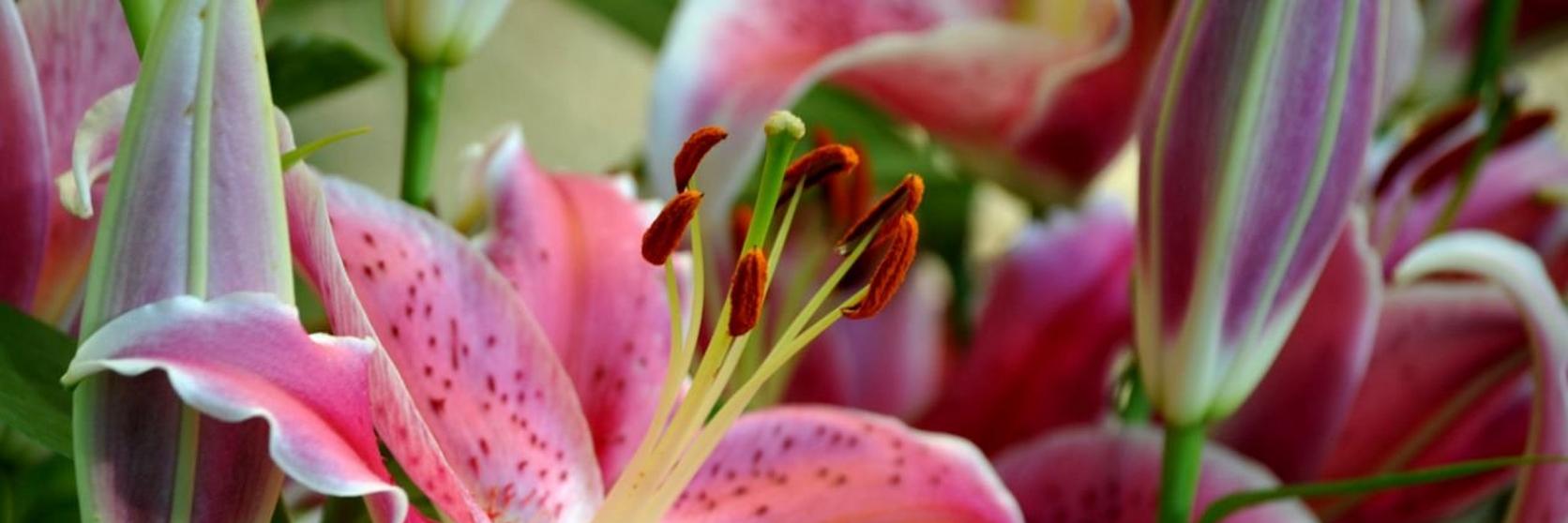lily-oriental-pink-flowers