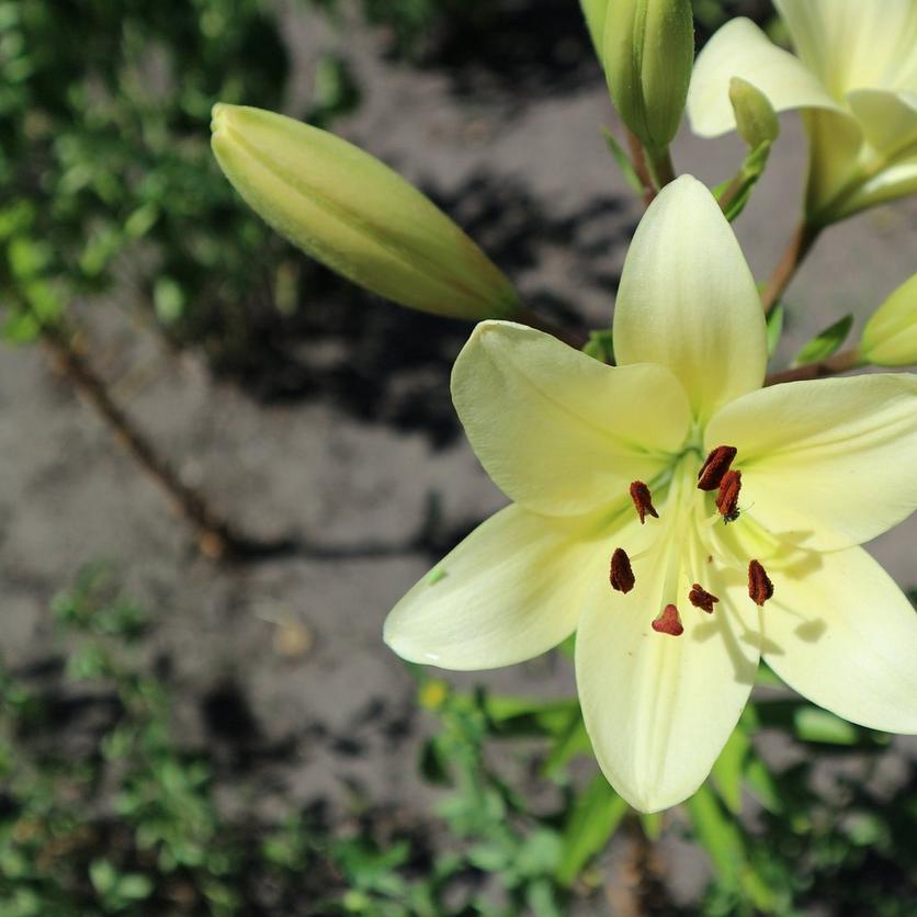 lily-pale-yellow-flower