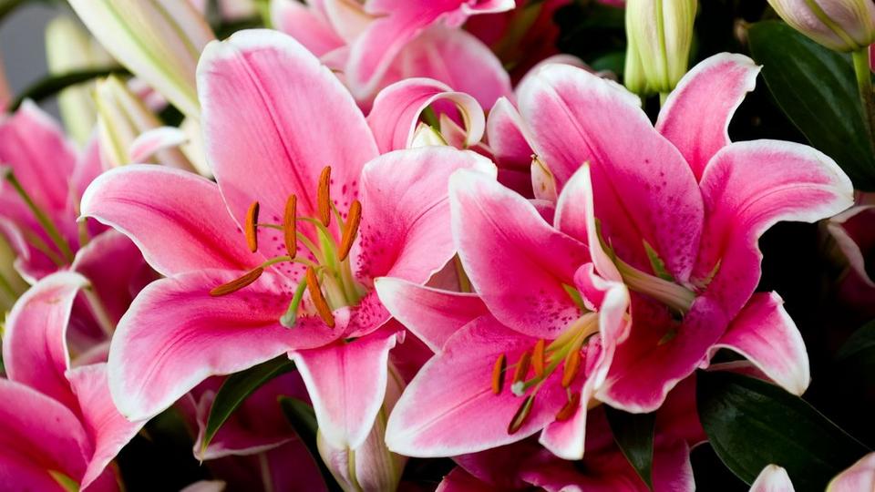 lily-pink-asiatic-flowers